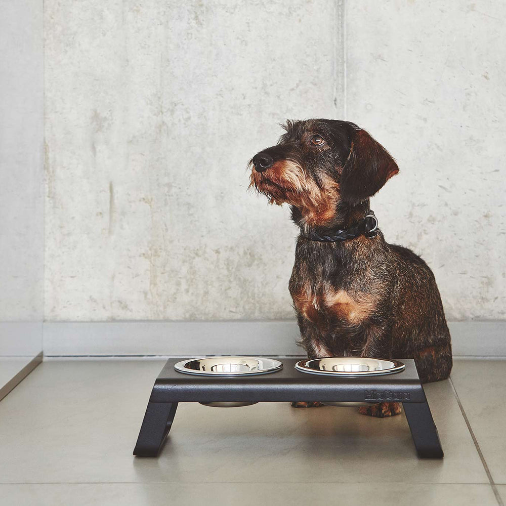 Bergamo Dog Collar