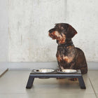 Bergamo Dog Collar