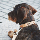 Bergamo Long Dog Leash