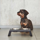 Desco Dog Feeder