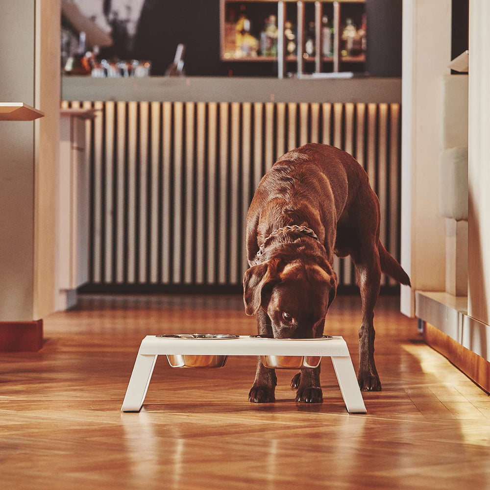 Desco Dog Feeder