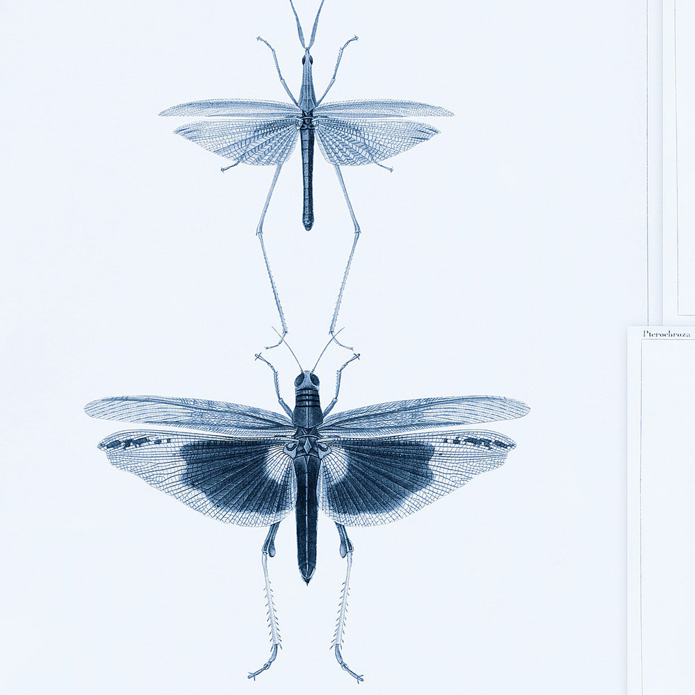 Entomology Wallpaper Sample Swatch