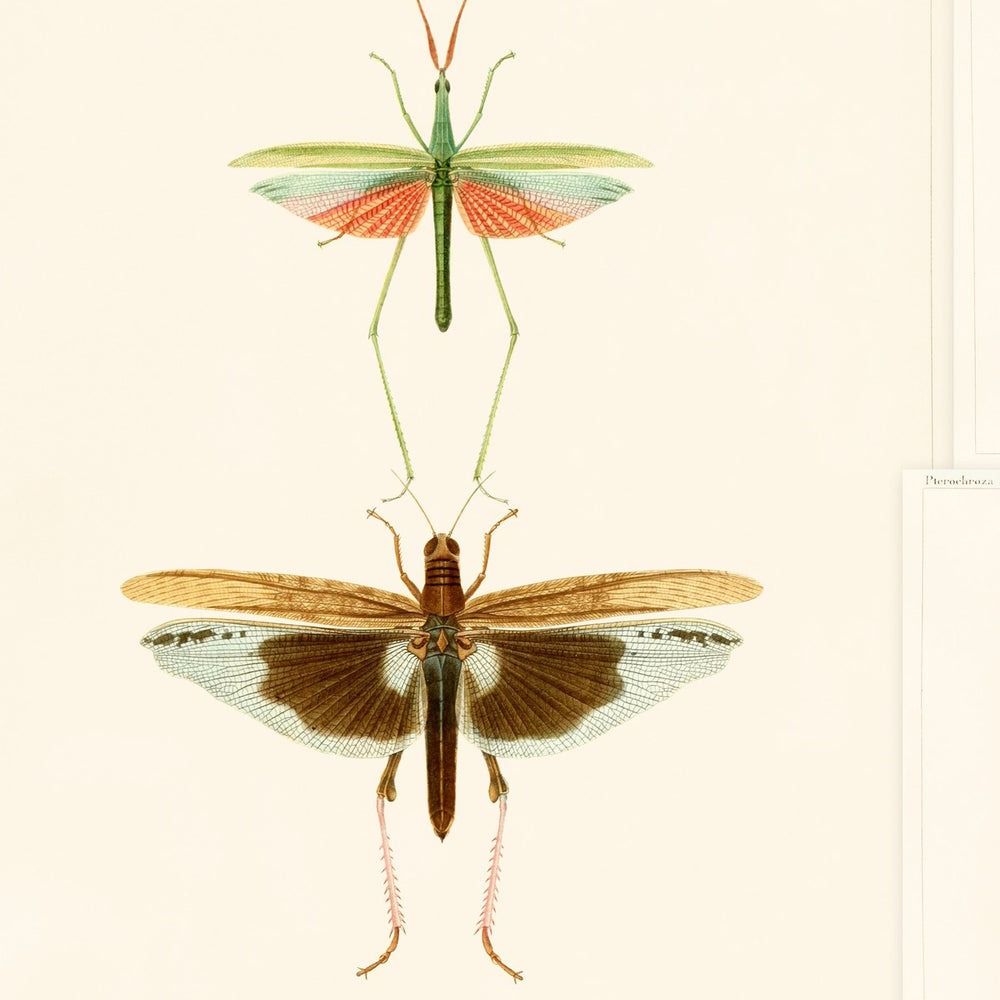Entomology Wallpaper Sample Swatch