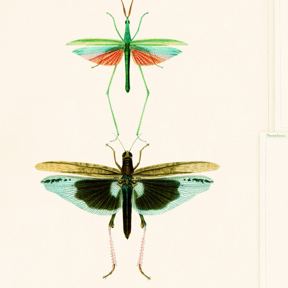 Entomology Wallpaper Sample Swatch