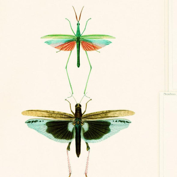 Entomology Wallpaper Sample Swatch