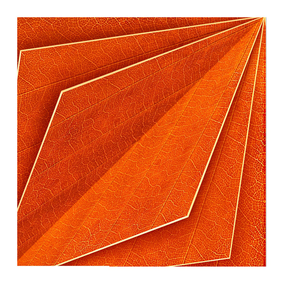 Orange Bloom Wallpaper Sample Swatch