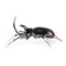 Rhinoceros Beetle Figurine  option Gloss