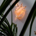 Heart Lamp