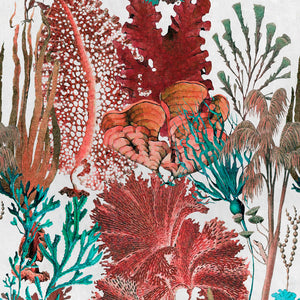 Coral Reef Wallpaper Sample Swatch