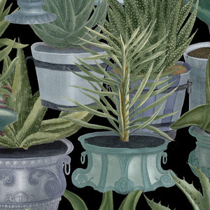 Echeveria Wallpaper Sample Swatch