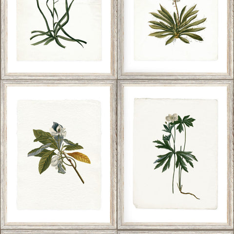 Botany Wallpaper Sample Swatch