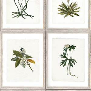 Botany Wallpaper Sample Swatch