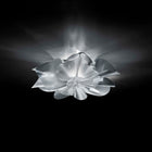Etoile Ceiling Wall Sconce