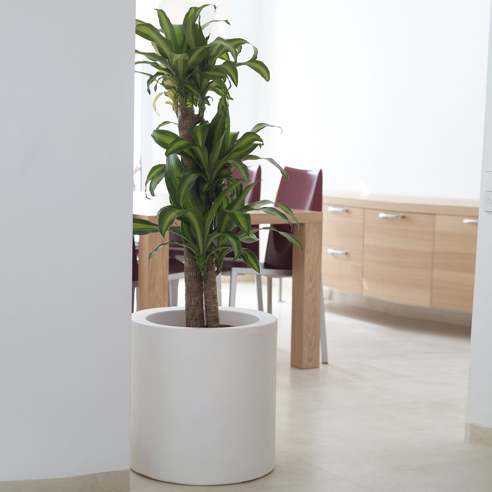 Cilindro Planter with Self-Watering System